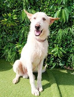 Chaol ist ein Traum auf vier Pfoten - Laatzen