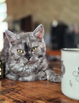 Selkirk Rex Mädchen - Auerbach (Vogtland)