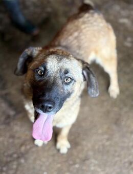 Dafne ist eine sehr liebe Hündin 🐾 - Elsdorf (Nordrhein-Westfalen)