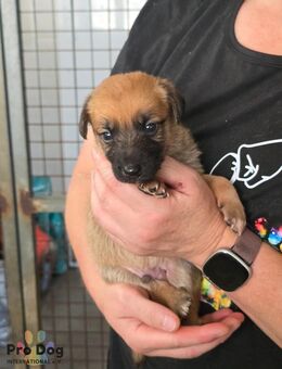 Hundebaby Billi - Talkau