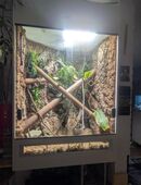 Madagaskar Gecko Zuchtpaar mit Terrarium in 73765