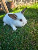 Kaninchen 🐰 🐇 Mixe Abzugeben in 33415