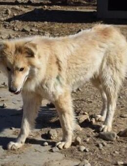 Melvin ist ein toller junger Hund - Schwarmstedt