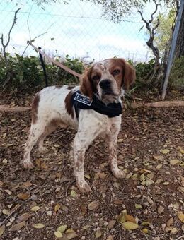 Lupi - Geilenkirchen