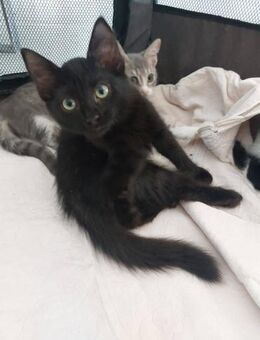 Bagheera - der kleine schwarze Panther - Kirchheim (München)