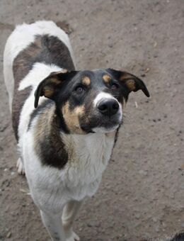 Pflegestelle gesucht für Luna - Celle