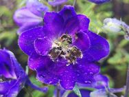 Rittersporn Samen SWR Treffpunkt Blau Violett Bienen Hummel rittersporne wilderRitter Sporn Saatgut Rittersporne Garten Pflanze Blumen Ritterspornsamen blau lila Blüten garden Vatertag Bienenmagnet Saatgut Biene Saat Frühling Blumenwiese - Pfedelbach