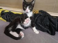 Siam-Mix Katzenbaby - Heide