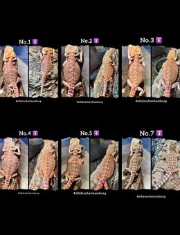 sehr schicke high Red Orange Blue Bartagamen Female NZ April 2025 (pogona vitticeps) - Hamburg Wandsbek
