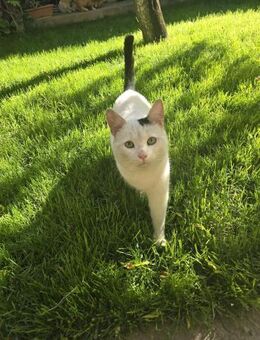 ❄️Neugieriger Kater Snowflake🐾 - Eislingen (Fils)