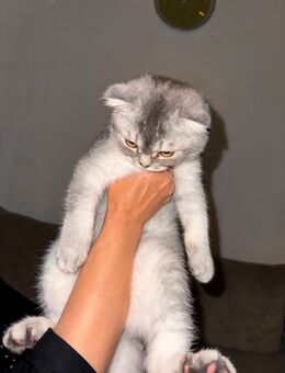 Babykatze sucht eine neue Familie :) - Lübbenau (Spreewald)