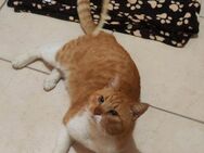 FiV+ Kater Chickpea aus dem Tierschutz - Grevenbroich