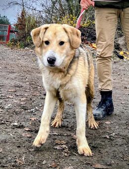 Henki wartet ab Januar in HH! - Rosengarten (Niedersachsen)
