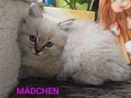 Ragdoll Katzen - Schiffweiler