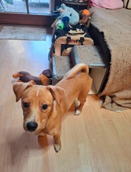 Hundewelpe sucht ihr neues zu hause - Achern