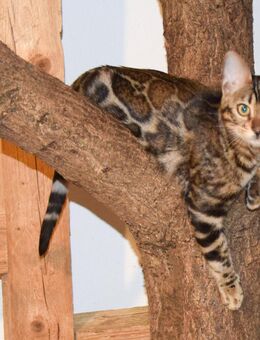 Wunderschöne menschenbezogene Bengalkatze abzugeben - Melle Zentrum
