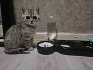 BKH Kater - Werl