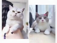Entzückende Reinrassige Bkh Kitten - Köln
