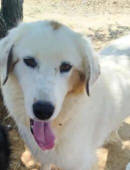 FAIDRA - fröhlich und energiegeladen - Aerzen