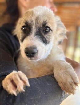 MATILDA ~ mit braunen Fleck am Po - Duisburg