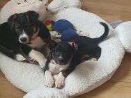 Pinscher/ Border Colie mix Welpen suchen neues Zuhause - Gelsenkirchen