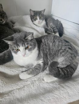 Heilige Birma Kitten Katze BKH - Saaldorf-Surheim