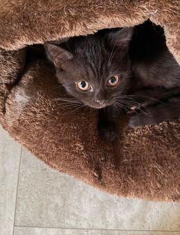 BKH Kitten braun - Reichshof
