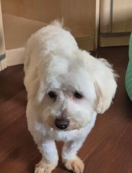 Günther,unser Maltesermischling sucht ein Zuhause , ca 30 cm groß sehr ruhig und lieb, schüchtern auch super als Zweithund geeignet - Angern