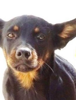 Hundebub MARIO - Gefrees