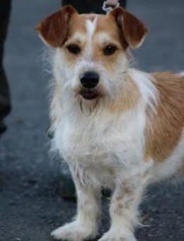 Memo - goldiger, verspielter Jungrüde - Lohra