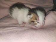 Katzenbabys - Niederwürschnitz