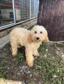 Lütyö PP kleiner Pudelmann sucht - Neustadt (Rübenberge)