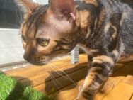 Bengal Katze - Heddesheim