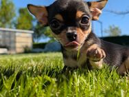 Reinrassige Chihuahua Welpen suchen ein neues Zuhause - Wanzleben-Börde
