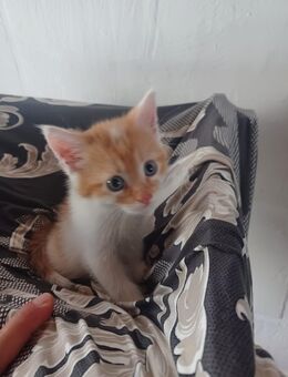 Beyby Mischlinge Meine conn. - Marktredwitz