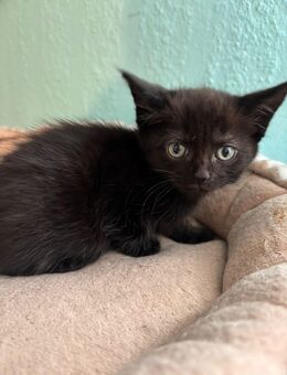 XXL Maine Coon Mix Kitte - Wartmannsroth