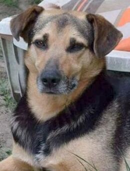 ADONIS - aus Tötung gerettet..... - Kempen