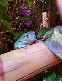 Korallendfinger-Laubfrösche (Ranoidea caerulea, Synonym: Litoria caerulea) - Löhne