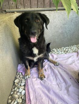 Vicky- Hundemama sucht Anschluss - Celle