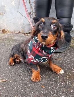 Dale - der kleine Herzensbrecher - Köln