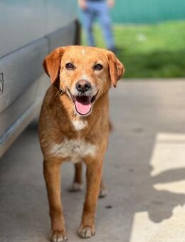 Peggy - Tolle Hündin sucht ein Zuhause - Berlin