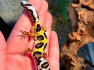 2 junge Leopardgeckos - Dortmund Holte