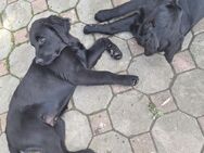 Flat Coated Retriever - Niedermurach