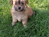 Malteser Yorkie Mix Welpen 2 Mädchen - Dörrebach