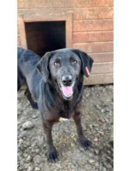 Dainty - Pflegestelle oder Zuhause gesuc - Oberwies