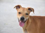 Paco so lieb, so lange im Tierheim Mr - Ludwigshafen (Rhein)
