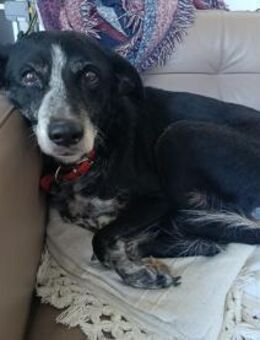 Minett der perfekte Hund für Rentner und - Lübeck