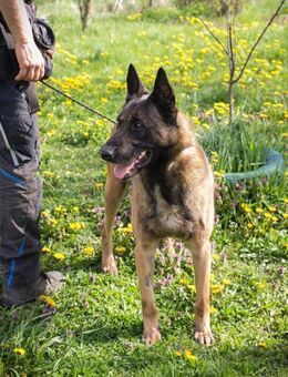 OLLI - laß uns jetzt mal losgehen - Overath