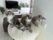 Main Coon Kitten Poly - Bottrop