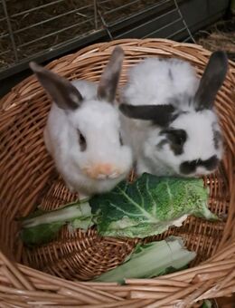 Zwergkaninchen Weiblich Jahr alt abzugeben - Berlin Tempelhof-Schöneberg